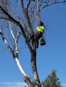 A skilled tree climber arborist suspended by ropes, performing tree work for Tall Timbers Tree & Shrub Service in Colorado Springs, CO.