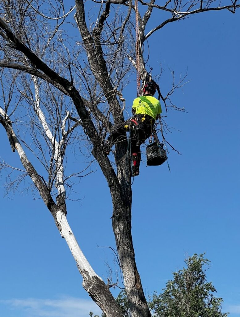A skilled tree climber arborist suspended by ropes, performing tree work for Tall Timbers Tree & Shrub Service in Colorado Springs, CO.