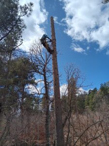 A skilled tree climber performing arborist work high in a tall tree, provided by TRA, Teton Rope Access in Alpine, WY.