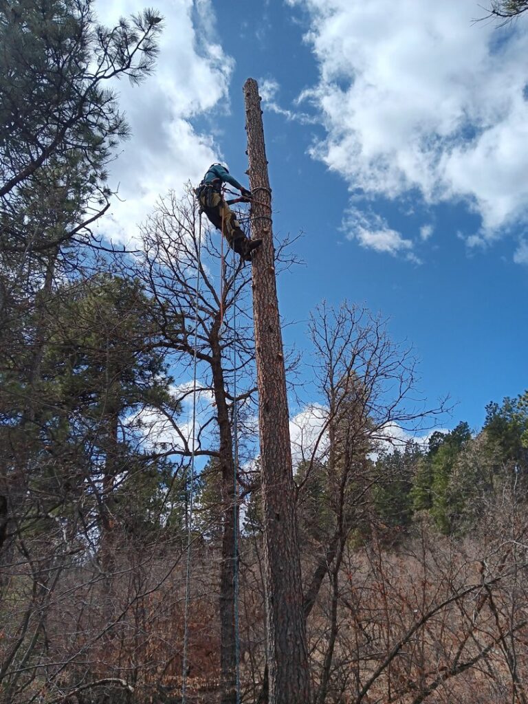 A skilled tree climber performing arborist work high in a tall tree, provided by TRA, Teton Rope Access in Alpine, WY.