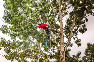 An experienced tree climber and arborist suspended by ropes, performing tree work for Wind Valley Tree Service, LLC in Palmer, AK.