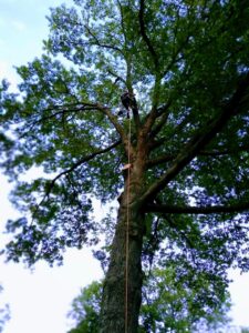 A skilled tree climber at work high in a large tree for Wooded Ways Tree Removal in Cincinnati, OH.