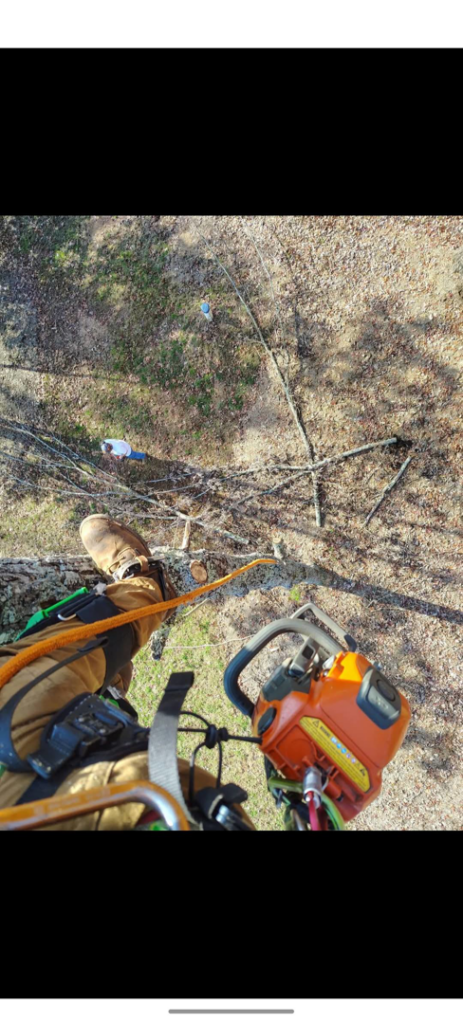 A TWIN PINE tree service professional with a chainsaw high in a tree, performing aerial work in Salunga, PA.