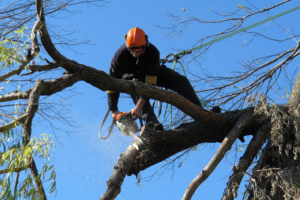 A skilled arborist from Urban Forestry, Inc. safely removing a tree branch with a chainsaw in Vinton, VA.