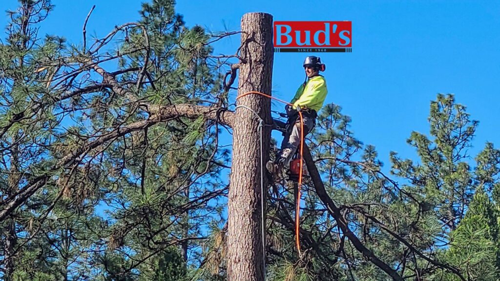 A skilled tree climber using a chainsaw for tree trimming services by Bud's Tri County Tree Service in West Sacramento, CA