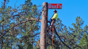 A skilled tree climber using a chainsaw for tree trimming services by Bud's Tri County Tree Service in West Sacramento, CA