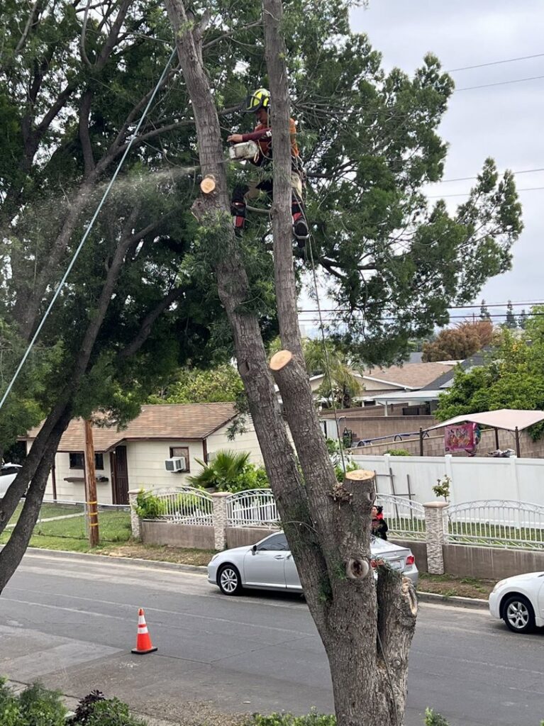 A tree service climber using a chainsaw to cut a large branch during tree removal by acostatreeservice in Miami, FL.