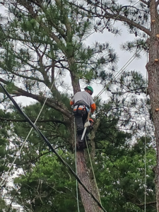 A tree service professional climbing a tall pine tree with a chainsaw for Justen & Sons Tree Service in Norfolk, VA.