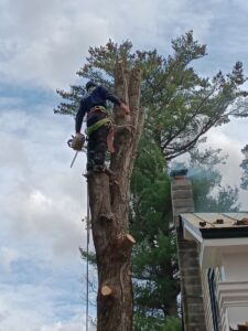 A tree climber with a chainsaw ascending a tree next to a house, demonstrating safe tree removal by S&D Tree Service LLC in Schenectady, NY.