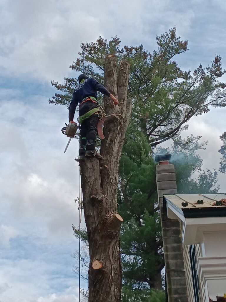 A tree climber with a chainsaw ascending a tree next to a house, demonstrating safe tree removal by S&D Tree Service LLC in Schenectady, NY.