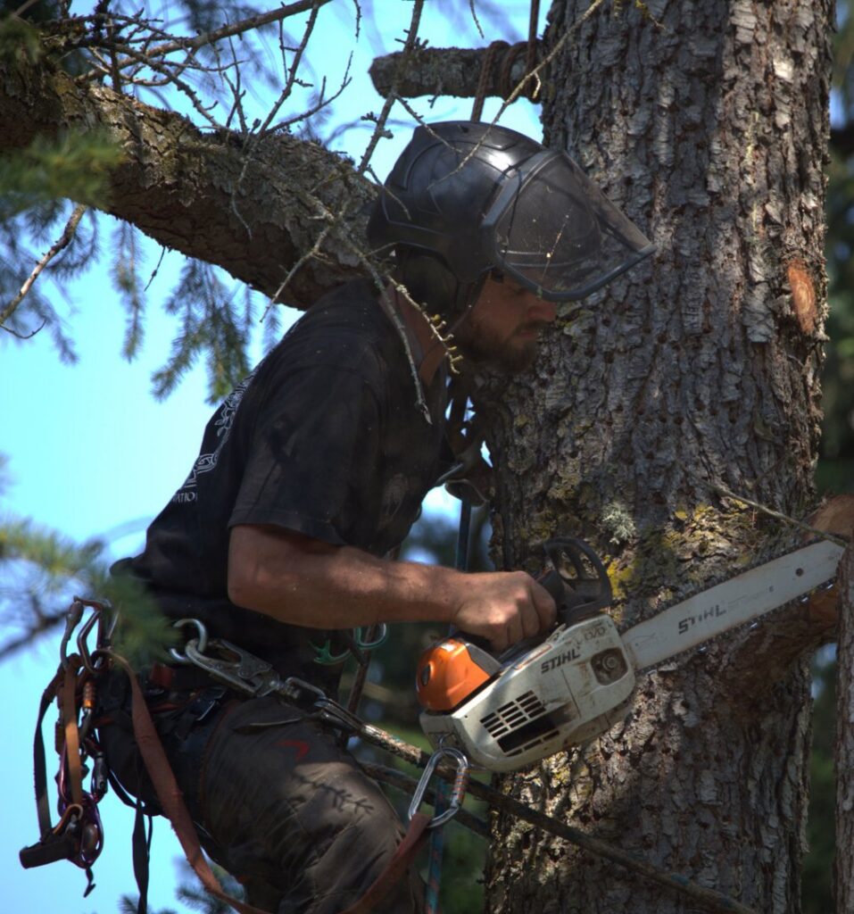 A skilled tree climber operating a chainsaw during tree service by David Marrs Trees in Ellensburg, WA.