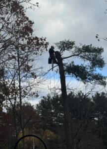 A skilled tree climber using a chainsaw to cut branches high in a pine tree for Tip Top Tree Service in Hudson, NH.