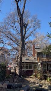 A professional tree climber using a chainsaw to prune branches high in a tree for Happy Lemon Tree Service in Belton, MO.