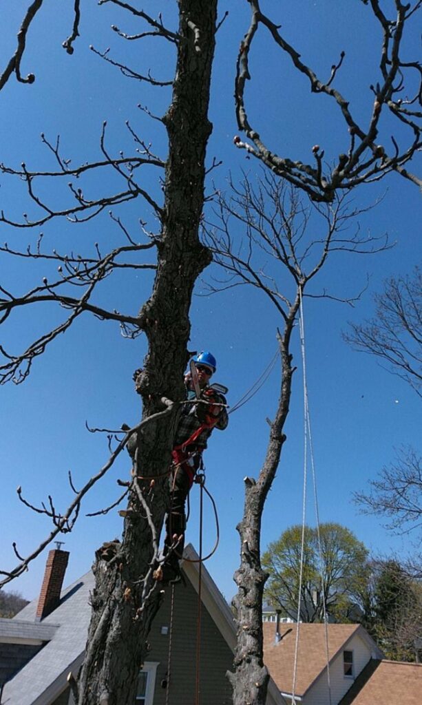 A skilled tree climber using a chainsaw to prune a tall tree for Roman Tree Services LLC in Cambridge, MA.