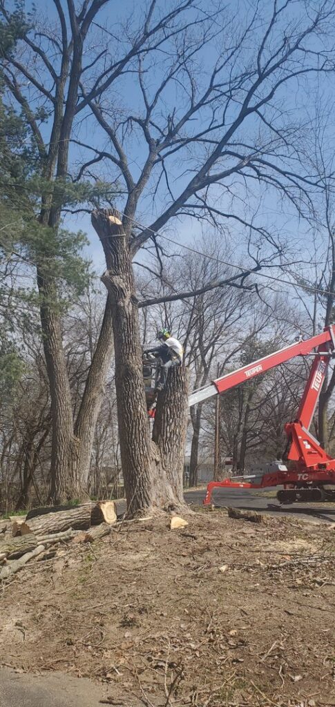 A tree service climber using a chainsaw to remove a tree trunk section, assisted by a spider lift, for Aim To Tame in Peoria, IL.