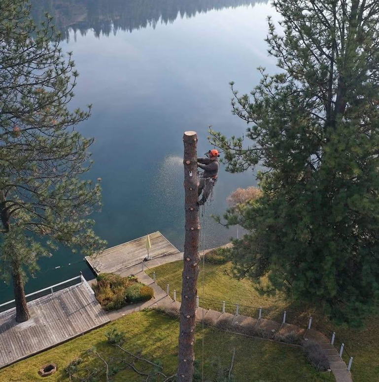 A skilled tree climber using a chainsaw to remove a tall tree overlooking a lake, performed by Hiatt Services in Spokane, WA.