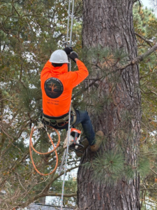 A professional tree climber with safety gear and a chainsaw working for E&D Expert Tree service LLC in Newport News, VA.