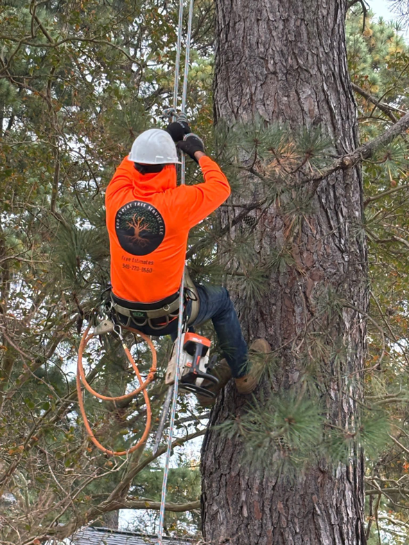 A professional tree climber with safety gear and a chainsaw working for E&D Expert Tree service LLC in Newport News, VA.