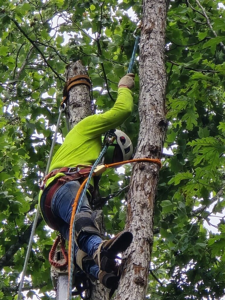 A skilled tree climber with a chainsaw and safety gear performing tree work for Victor Solis Tree Service in Norfolk, VA.