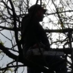 A tree service professional with a chainsaw, high in a tree, performing tree trimming for Stick Chasers Tree Service in Racine, WI.