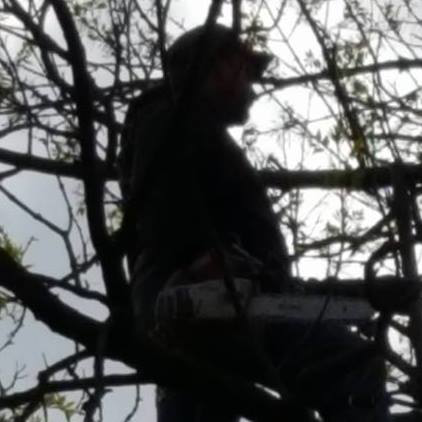 A tree service professional with a chainsaw, high in a tree, performing tree trimming for Stick Chasers Tree Service in Racine, WI.