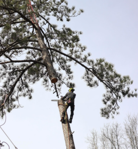 An arborist in safety gear using a chainsaw to remove a tree section for Southern Grind Stump & Tree Removal in Augusta, GA.