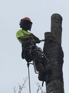 A skilled tree climber using a chainsaw to remove a section of a tree trunk for Tri-County Tree And Restoration in Jackson, MS.