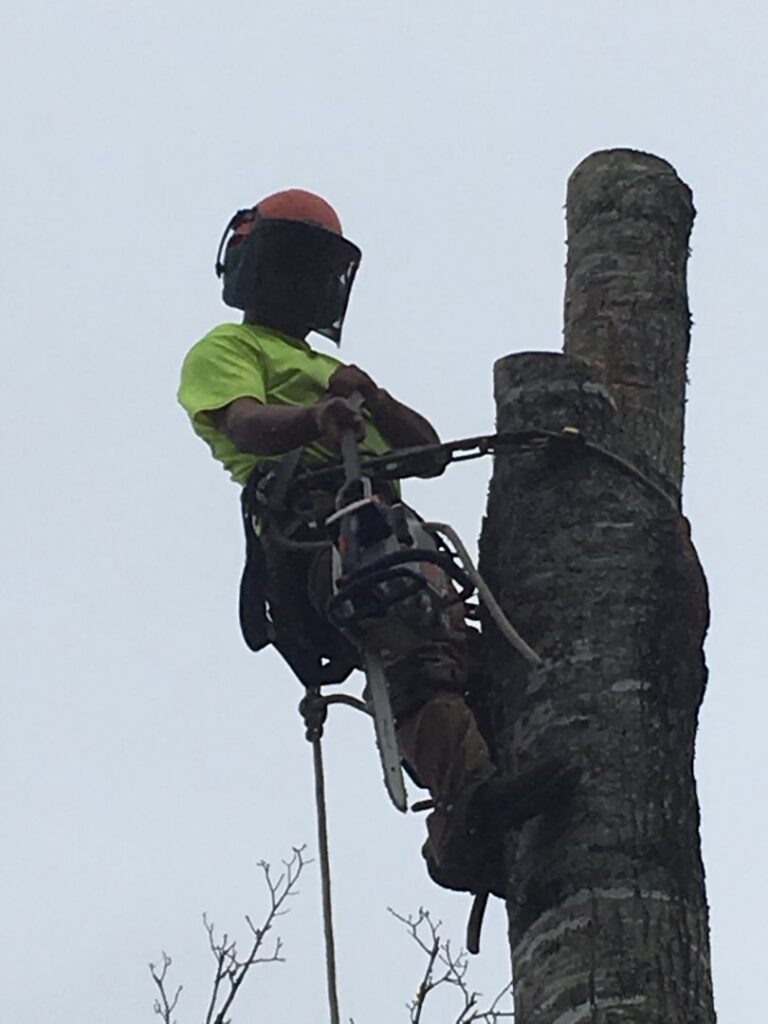 A skilled tree climber using a chainsaw to remove a section of a tree trunk for Tri-County Tree And Restoration in Jackson, MS.