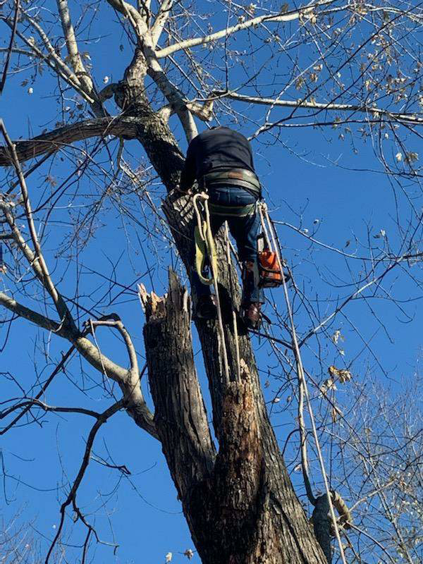 A tree service professional using a chainsaw while climbing a tree for removal or pruning at TW's Tree Service in Memphis, TN.