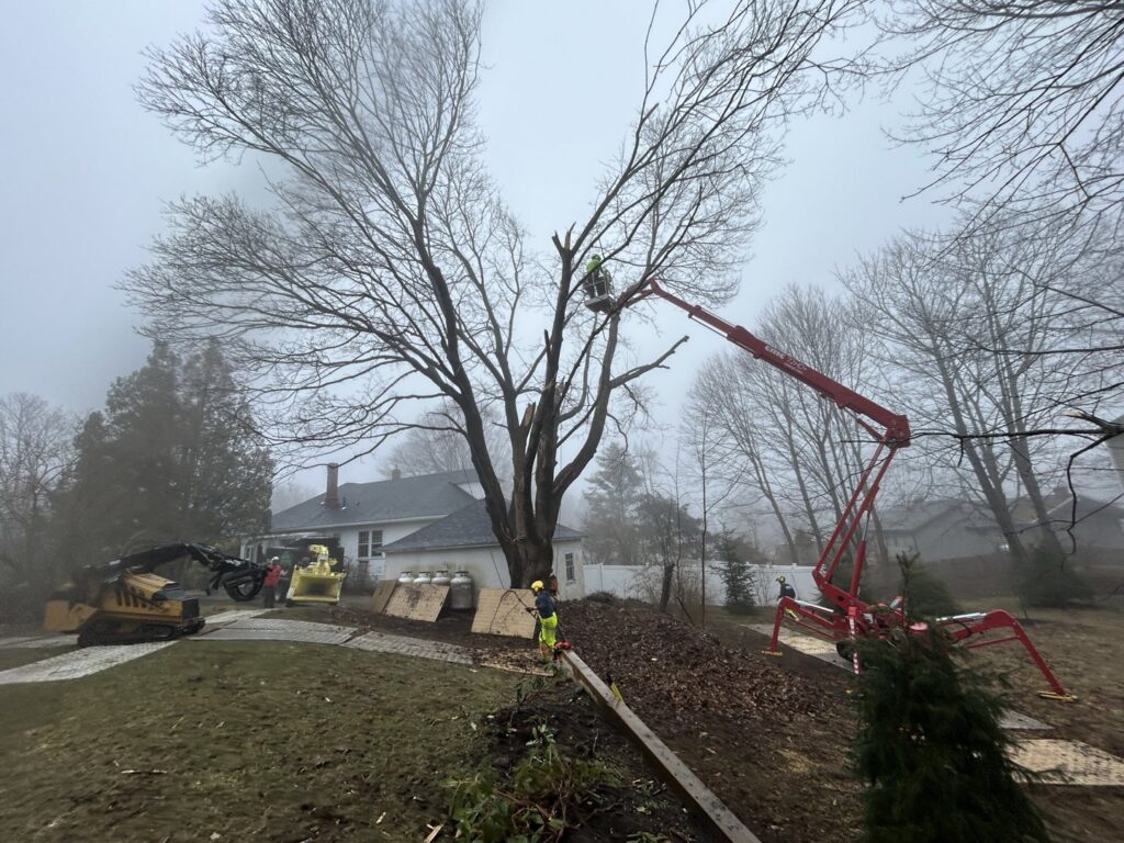 A Cassella Tree Service climber cutting a log, looking down at the snowy ground in South Portland, ME.