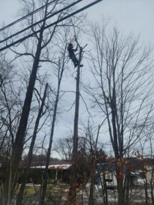 A tree climber cutting a section of a tree trunk during removal by Juarez Tree Service in Bawcomville, LA.