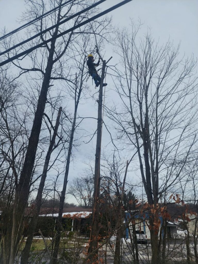 A tree climber cutting a section of a tree trunk during removal by Juarez Tree Service in Bawcomville, LA.