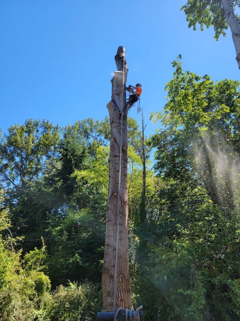 A skilled tree climber from Haskins Tree Care in Bellevue, WA, cutting a tree trunk with a chainsaw, with wood chips flying.