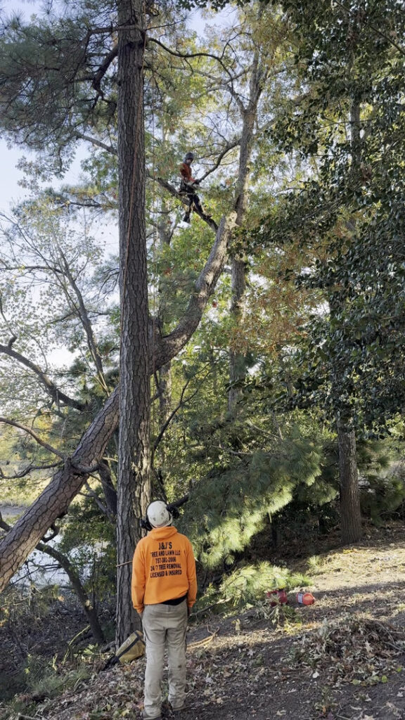 A tree climber working high in a tree, with a ground crew member in an orange J&J's Tree & Lawn shirt assisting in Portsmouth, VA.