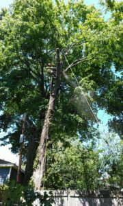 A tree climber in a harness with ropes, working high in a large leafy tree for Roman Tree Services LLC in Cambridge, MA.