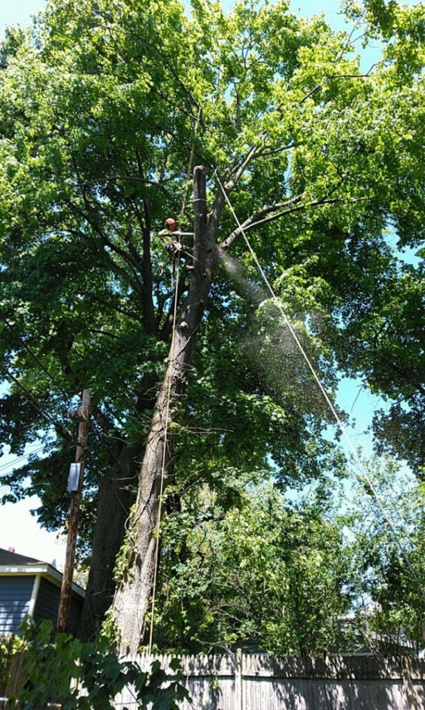 A tree climber in a harness with ropes, working high in a large leafy tree for Roman Tree Services LLC in Cambridge, MA.