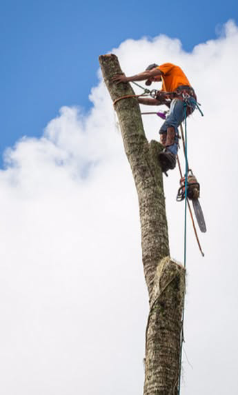 A professional tree climber, harnessed and equipped with a chainsaw, performing tree work for Expert Tree Service in San Diego, CA.
