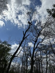 A Wildwood Tree Service arborist climbing high in a tall, bare tree to perform tree work in Elgin, IL.
