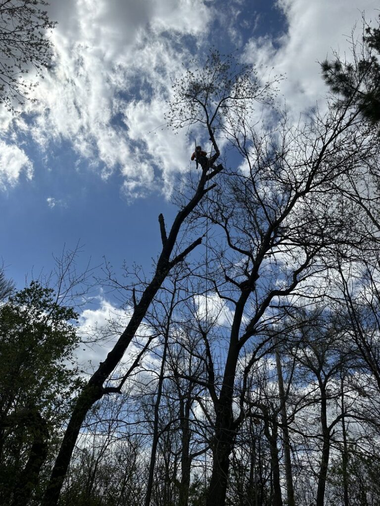 A Wildwood Tree Service arborist climbing high in a tall, bare tree to perform tree work in Elgin, IL.