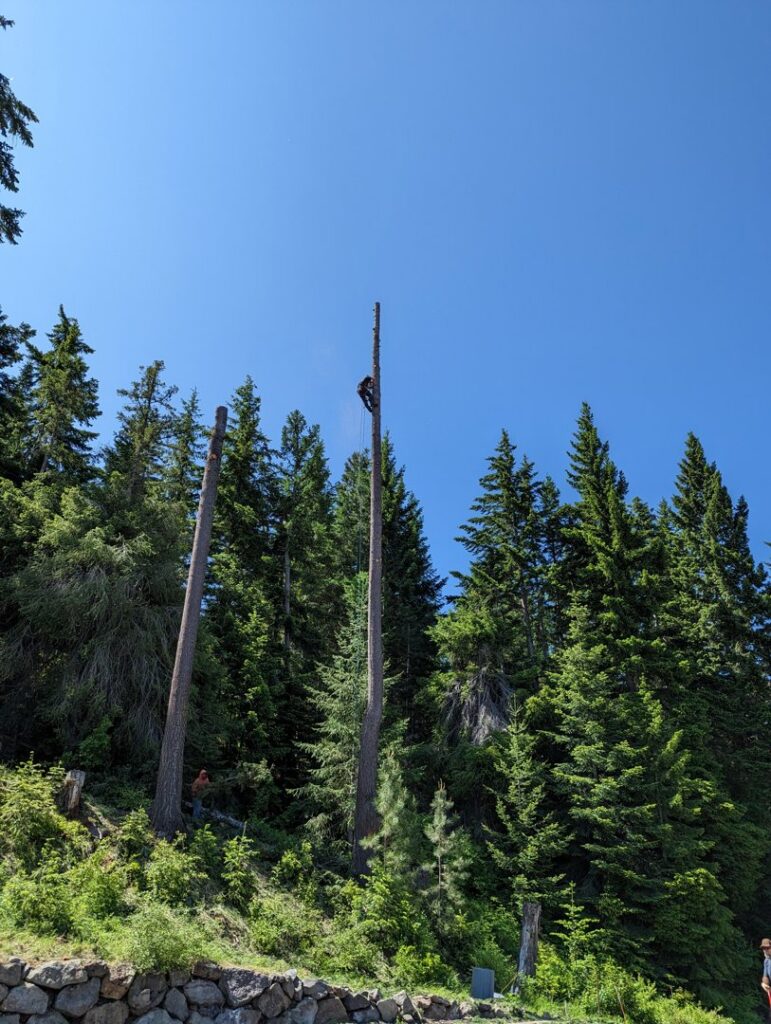 A tree climber limbing a tall tree with another worker on the ground at David Marrs Trees in Ellensburg, WA.