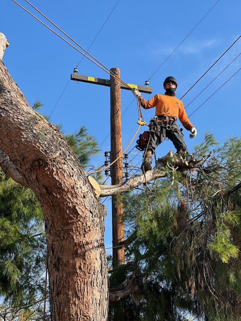 A tree service climber working near power lines to trim a tree for acostatreeservice in Miami, FL.