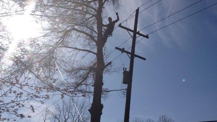 A tree climber working high in a tree near power lines, providing service for Woodchopper's Tree Service in Lennon, MI.
