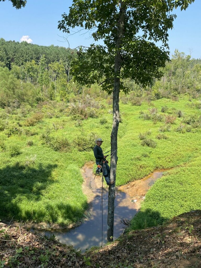 A tree climber from Mr. Green-Jeans Lawn Service & Tree Service working on a tall tree over a stream in Decatur, AL.