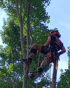 A skilled tree climber in safety harness performing tree service for Canopy Crafters, your handyman in Rock Hill, SC.