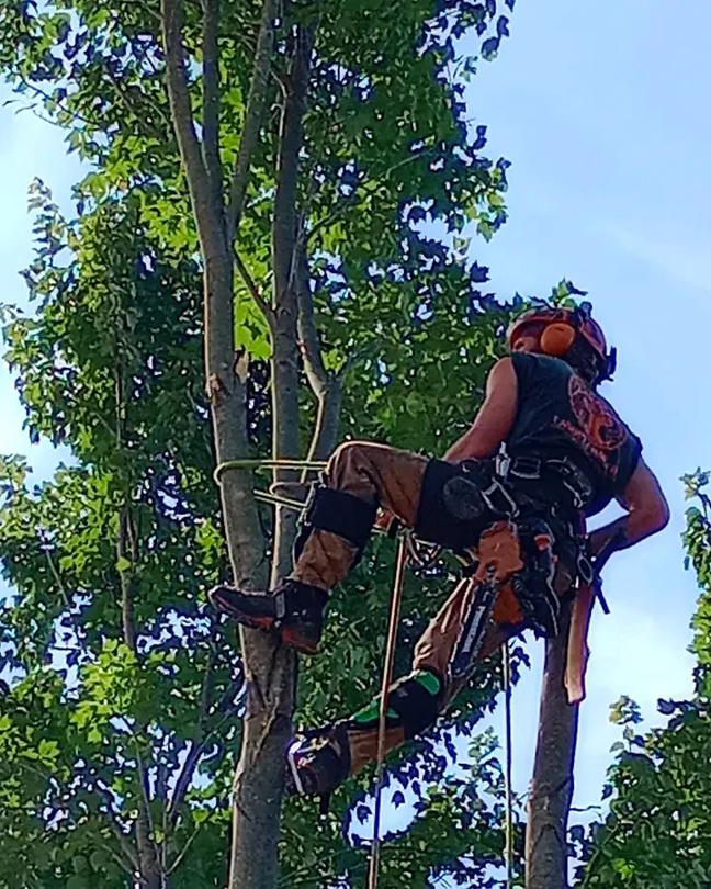 A skilled tree climber in safety harness performing tree service for Canopy Crafters, your handyman in Rock Hill, SC.