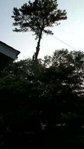 A professional tree climber performing tree work high in a tree for Arbor Elite SC in Columbia, SC.