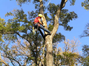 A professional tree climber in safety gear performing tree work high in a tree for Palacios Tree Services in New Castle, DE.