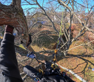 A tree climber's point of view showing climbing gear and ropes during a tree service job by Arbor Solutions Tree Service in Ann Arbor, MI.