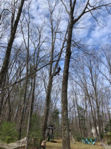 A tree climber preparing for work high in a tall tree, demonstrating services by Sharp Tooth Tree Service in Dewey, AZ.