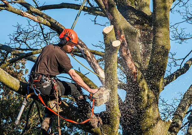 A skilled tree climber with a safety harness and chainsaw pruning branches high in a tree for West Coast Tree Care in San Jose, CA